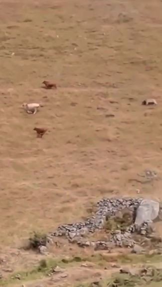 Artvin’de Ayı Yaylada Otlayan Hayvanlara Saldırdı Çobanın Tepkisi İlginç Oldu