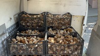 Ayı Mantarı Köylünün Gelir Kapısı Oldu