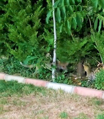 Aç Kalan Tilki Güpegündüz Mahalleyi Dolaştı