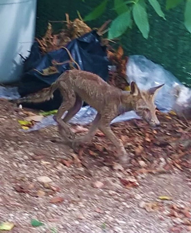 Aç Kalan Tilki Güpegündüz Mahalleyi Dolaştı