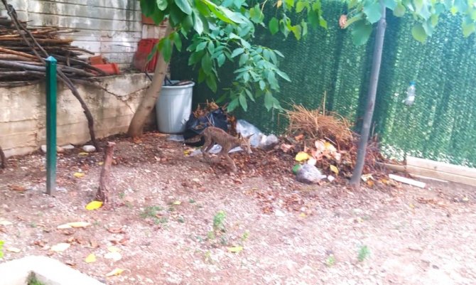 Aç Kalan Tilki Güpegündüz Mahalleyi Dolaştı