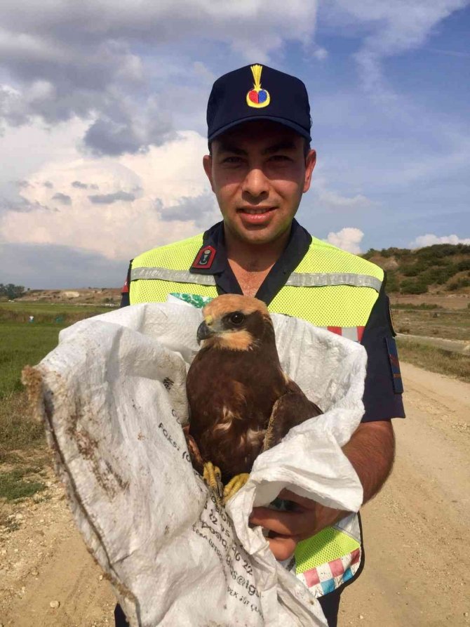 Yaralı Bulunan ‘Orman Kartalı’ Jandarma Ekipleri Tarafından Kurtarıldı