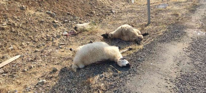 Otomobil Sürüye Daldı: 12 Koyun Telef Oldu