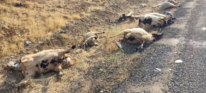 Otomobil Sürüye Daldı: 12 Koyun Telef Oldu