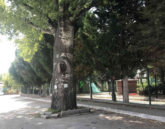 Yolda Kalan Ağaç Dikkat Çekti