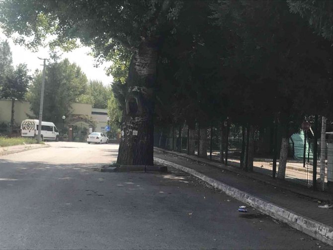 Yolda Kalan Ağaç Dikkat Çekti