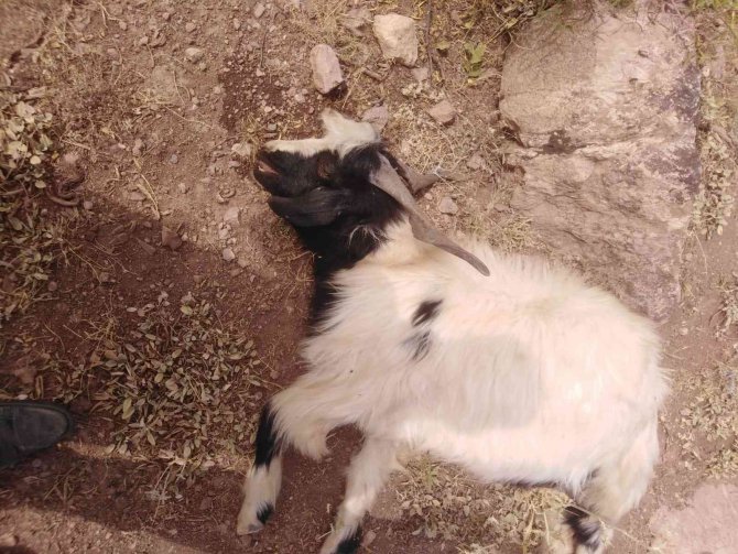 Hakkari’de Kurtların Saldırdığı 100 Hayvan Telef Oldu