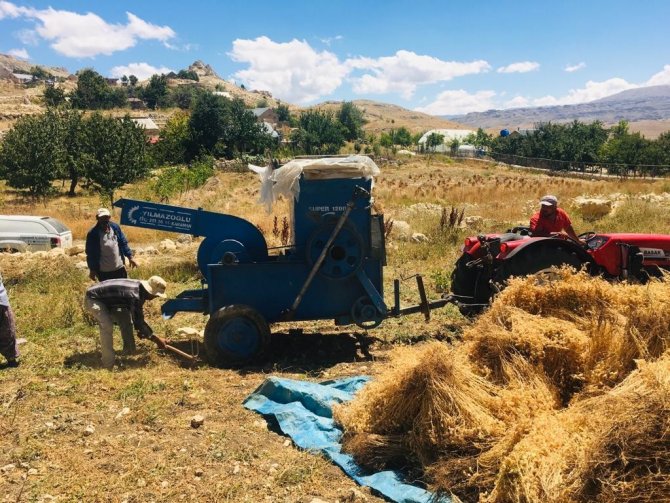 Gazipaşa’da Nohut Hasadı Başladı