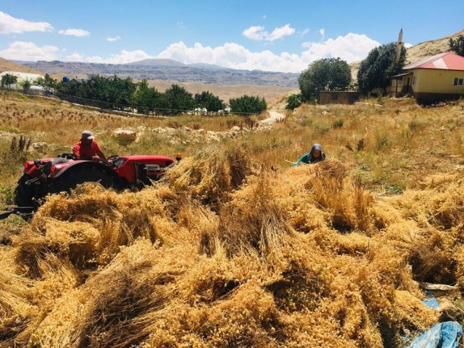 Gazipaşa’da Nohut Hasadı Başladı