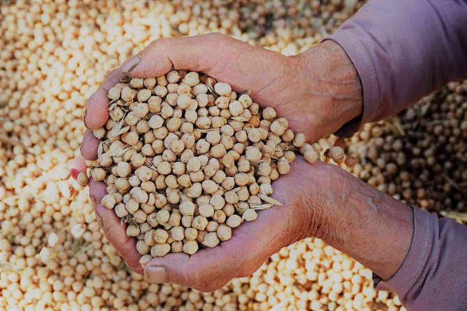 Gazipaşa’da Nohut Hasadı Başladı