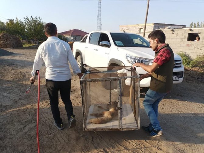 Iğdır’da Bulunan Felçli Tilki Tedavi Altına Alındı