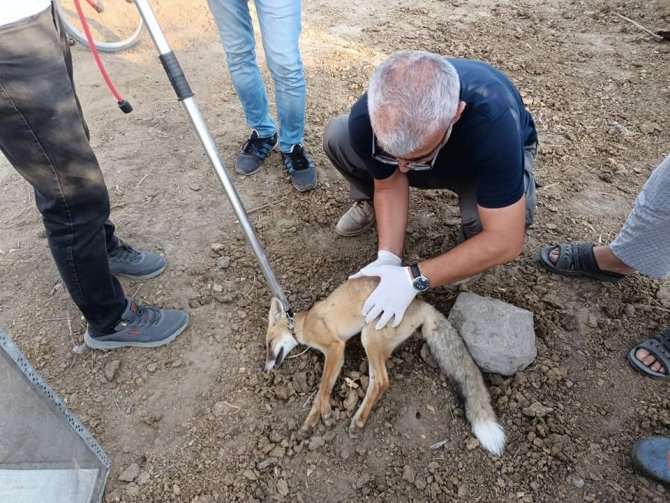 Iğdır’da Bulunan Felçli Tilki Tedavi Altına Alındı