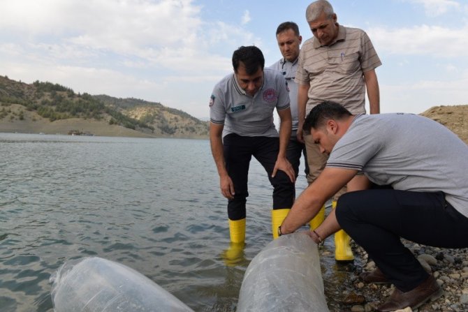Yavru Sazan Balıklar Su İle Buluştu