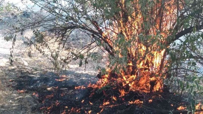 Tarım Arazisinde Çıkan Anız Yangınında Ağaçlar Ve Bağlar Küle Döndü