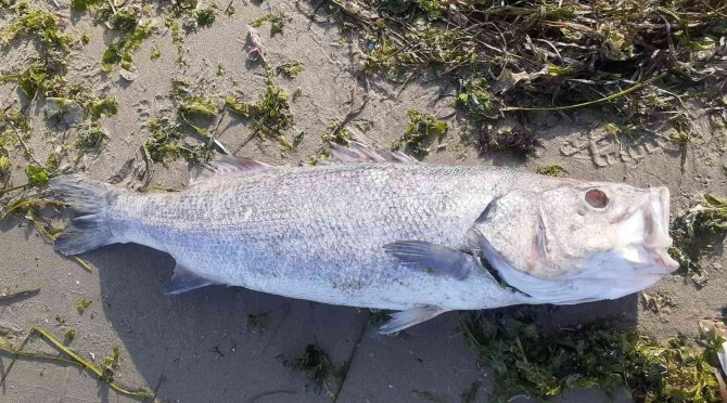 Bagfaş, Deşarja Devam Ediyor
