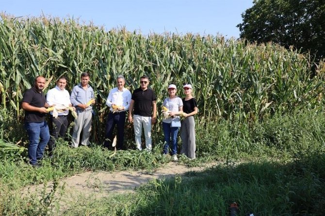 Rekolte Geçen Yıla Göre Yüzde 50 Arttı