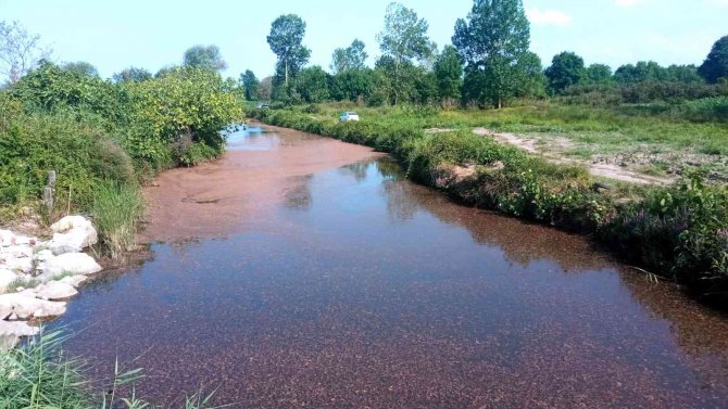 Dereye Atılan Fındık Tozu, Tepkiye Neden Oldu