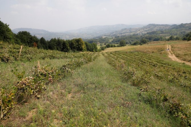 İ̇negöl’de Süper Meyve ’Aronya’nın Hasadı Başladı