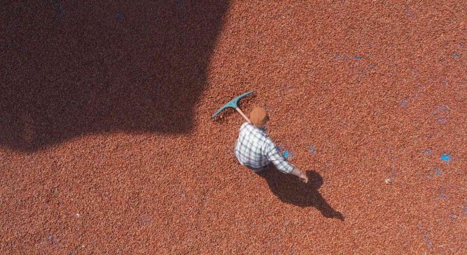 Ordu Değil Tokat’ta Yetişiyor, Görenleri Şaşırtıyor