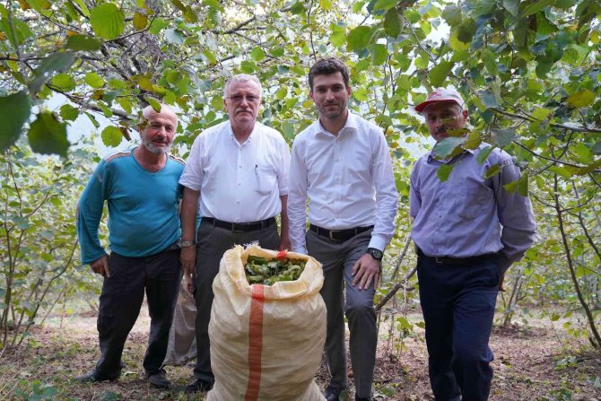 Ordu Değil Tokat’ta Yetişiyor, Görenleri Şaşırtıyor
