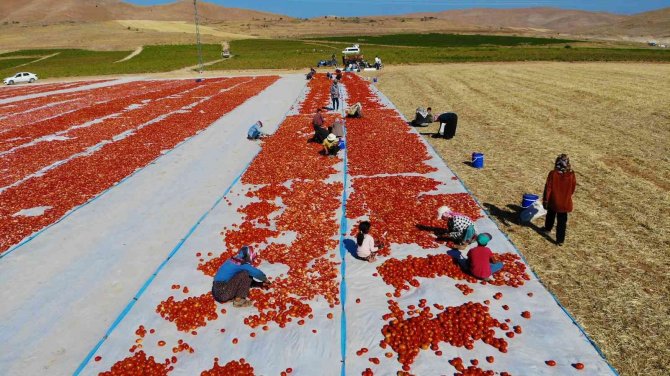 Elazığ’da Mevsimlik İşçilerin Mesaisi Devam Ediyor