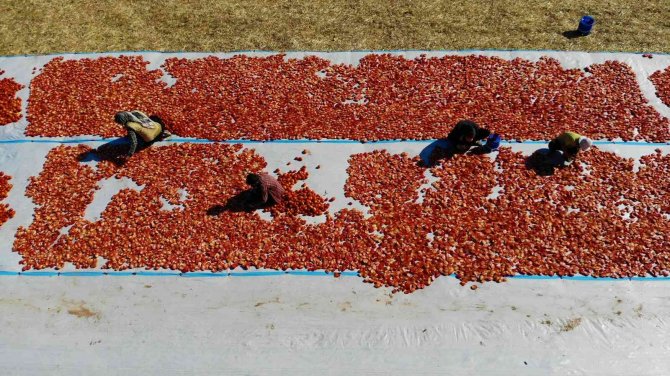 Elazığ’da Mevsimlik İşçilerin Mesaisi Devam Ediyor