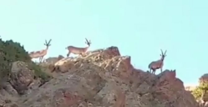 Saray’da Yaban Keçileri Görüntülendi