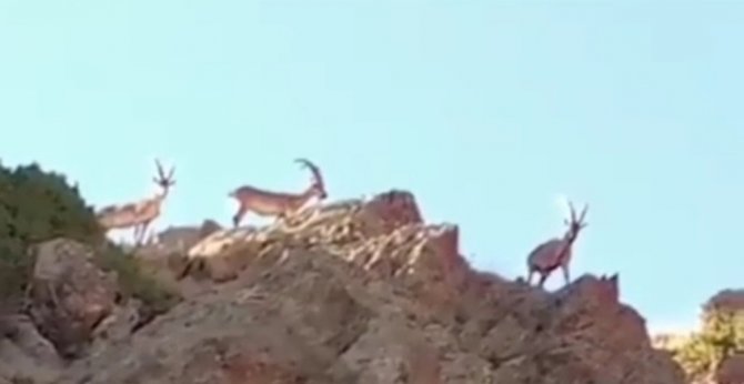Saray’da Yaban Keçileri Görüntülendi