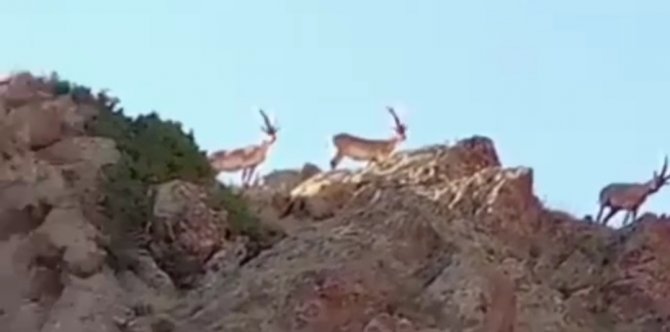 Saray’da Yaban Keçileri Görüntülendi