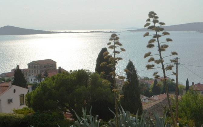 60 Yıl Sonra Çiçek Açtı