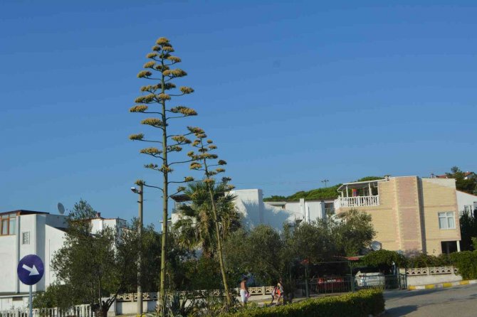 60 Yıl Sonra Çiçek Açtı