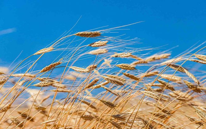 10 Bin Yıllık Ata Tohumu Siyez Ardahan’da Hayat Buldu