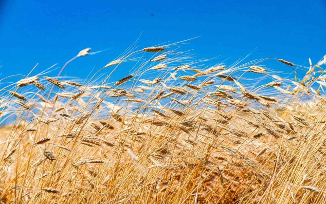 10 Bin Yıllık Ata Tohumu Siyez Ardahan’da Hayat Buldu