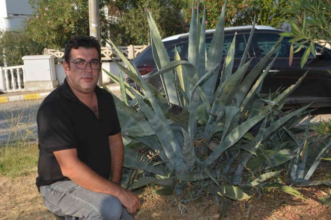 60 Yıl Sonra Çiçek Açtı