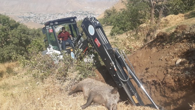 Mahallede Bulunan Yaban Domuzu Leşi İçin Belediye Ekipleri Harekete Geçti