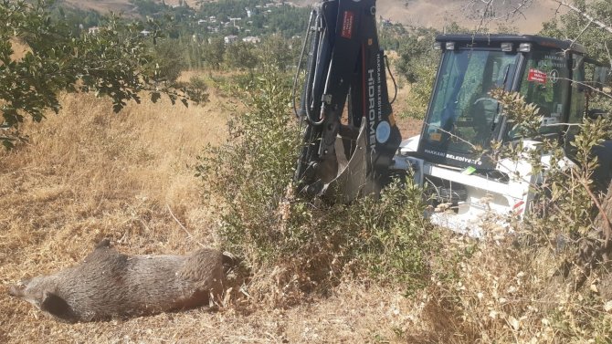 Mahallede Bulunan Yaban Domuzu Leşi İçin Belediye Ekipleri Harekete Geçti