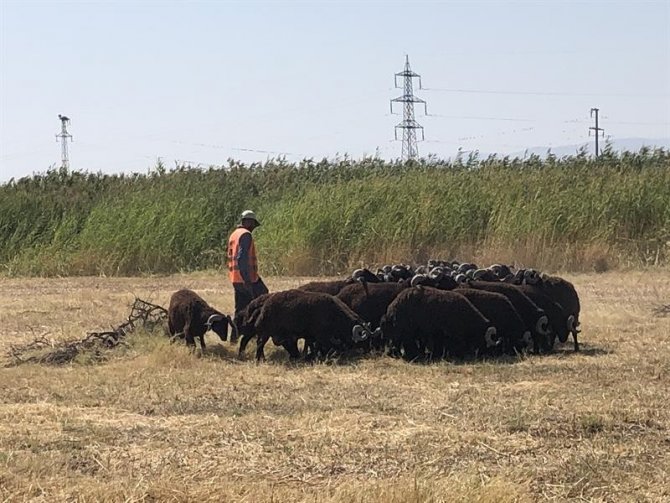 Iğdır’daki Tarım İşletmesinde Koç Katımı Yapıldı
