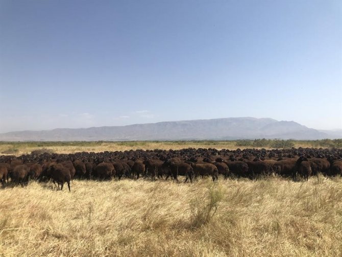 Iğdır’daki Tarım İşletmesinde Koç Katımı Yapıldı