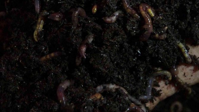 Isparta’da Organik Tarımın Olmazsa Olmazı Solucan Gübresi