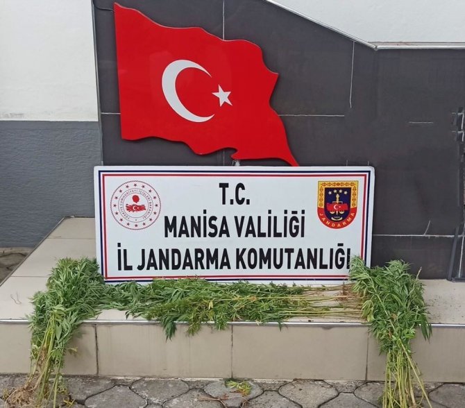 Manisa’da Jandarmadan Uyuşturucu Operasyonları