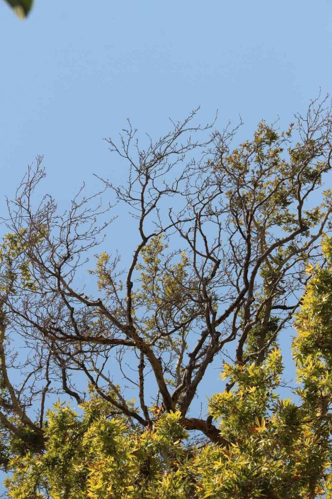 Asırlık Çınar Ağacının Korumaya Alınması İstendi