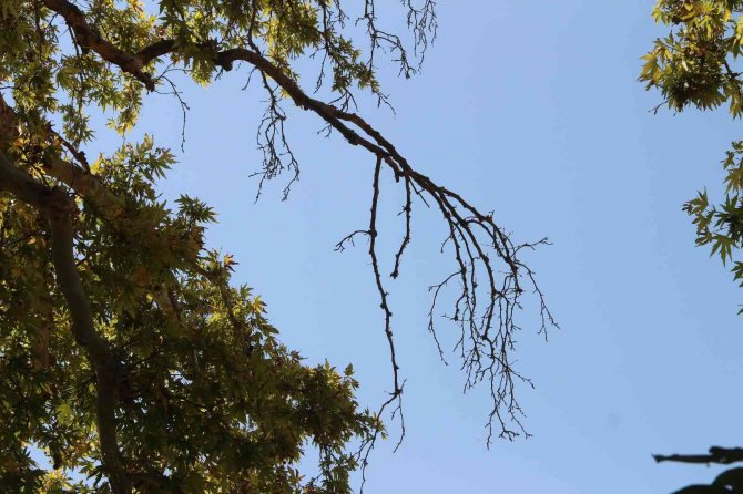 Asırlık Çınar Ağacının Korumaya Alınması İstendi