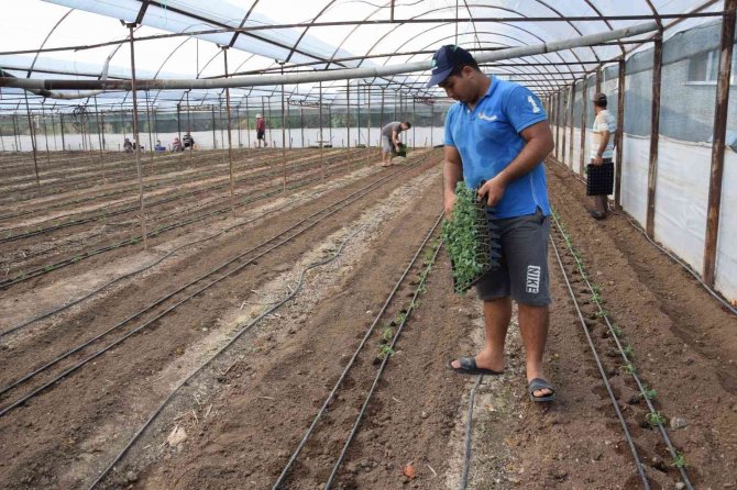 Antalya’da 62 Milyon 500 Bin Domates Fidesi Toprakla Buluşuyor