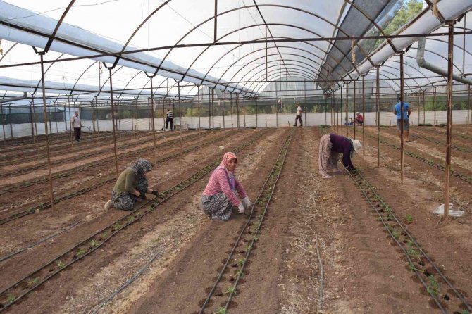 Antalya’da 62 Milyon 500 Bin Domates Fidesi Toprakla Buluşuyor