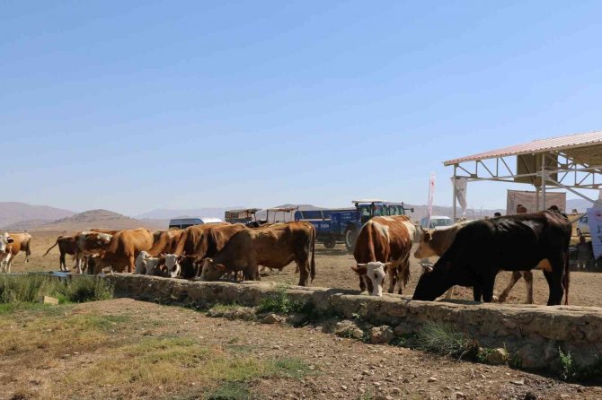 Meralarda Hayvan Refahı Artıyor