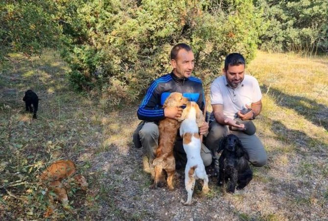 Altıntaş’ta Eğitimli Köpeklerle Trüf Mantarı Arama Çalışmaları