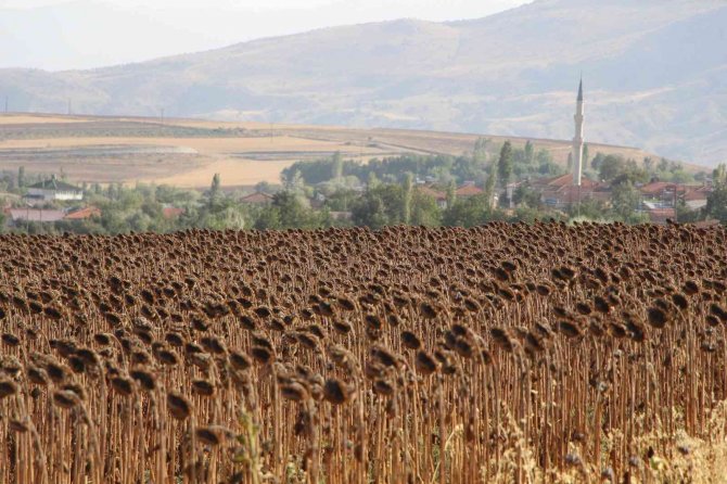 Geçen Yılın En Kurak Kenti Amasya’da Ayçiçeği Üretimi Bu Yıl 2 Kat Arttı