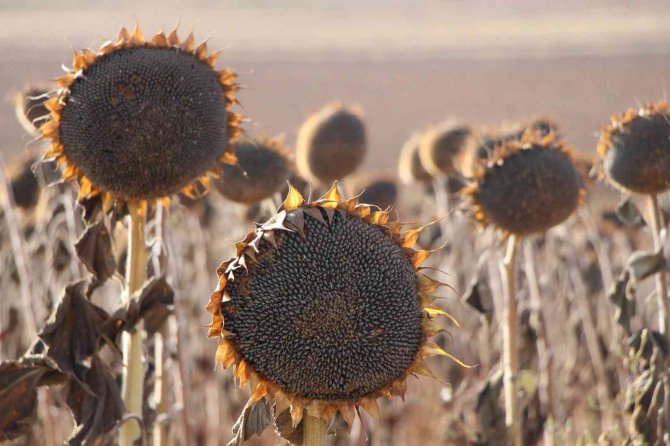 Geçen Yılın En Kurak Kenti Amasya’da Ayçiçeği Üretimi Bu Yıl 2 Kat Arttı