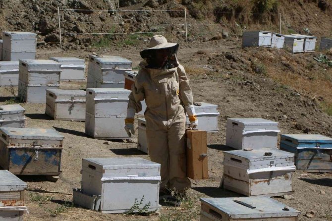 Hakkari’deki Arı Zehri Birinci Kalite Çıktı