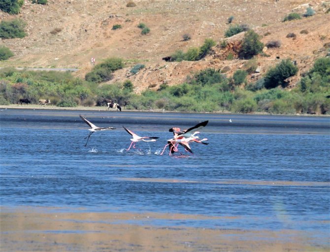 Flamingolar, Avşarlı’yı Kabullendi